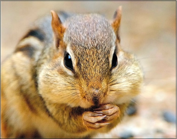 chipmunk photo chipmunk photo