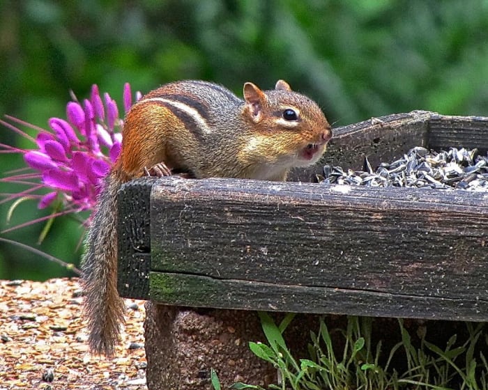 A tiny chipmunk is only up to about eight inches long (and that includes its tail), so it always has to be cautious of any predators that might be in the area. They still know, however, that they need to gather food for the winter.