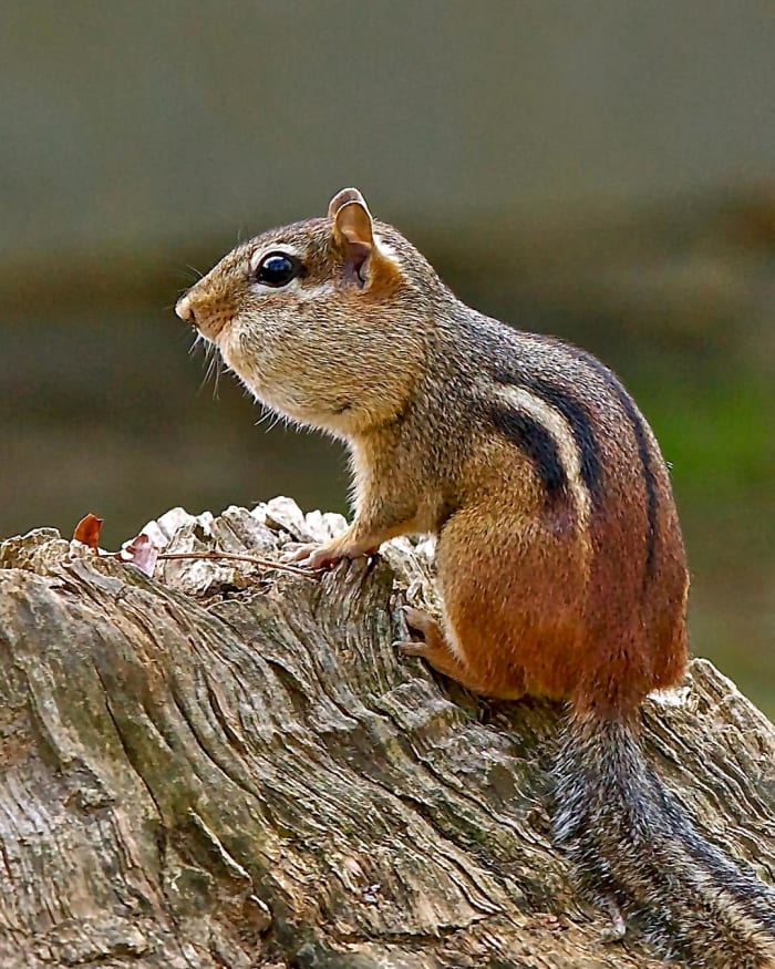 Chipmunks, by storing and scattering seeds, promote the growth of various plants. Unfortunately, they also prey upon young birds and bird eggs.