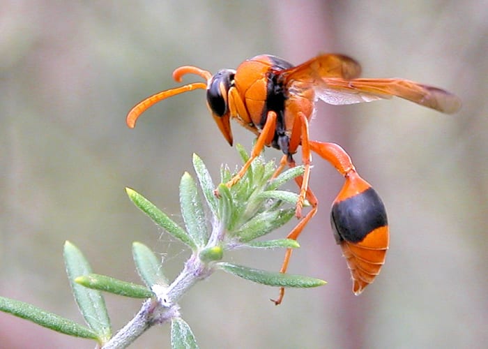 This is an orange potter wasp (Eumenes latreilli). Wasps have delicate legs, narrow waists and smooth bodies and their sting can cause lots of pain and irritation. And, there's no limit to the number of times they can sting; their stinger stays put.