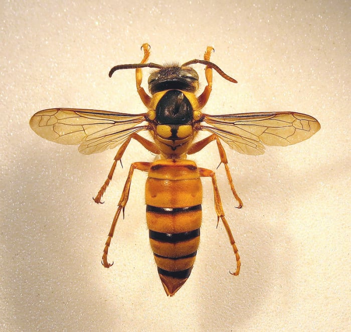 The Black Shield Wasp (which is actually a species of hornet) is the pollinator of an orchid, Dendrobium sinense, found only on the Chinese island of Hainan.