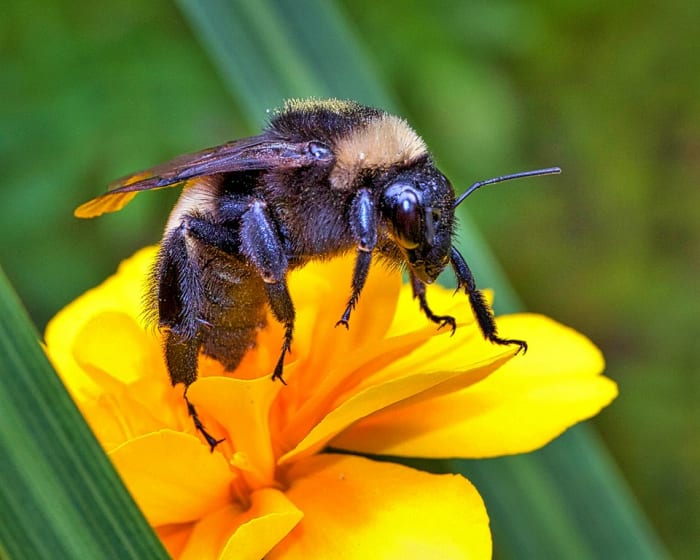 A bumblebee perched upon a yellow flower. Bees, in contrast to wasps, have larger, fuzzy-looking bodies and fatter legs. Most bees won't sting unless they are provoked, so don't disturb a bumblebee nest; it makes them angry.