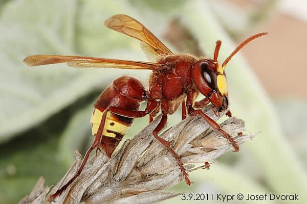 An oriental hornet (Vespa orientalis ) - found in Southwest Asia, Northeast Africa, the island of Madagascar, Israel and parts of Southern Europe. This guy's sting is extremely painful and some people are allergic to the sting.