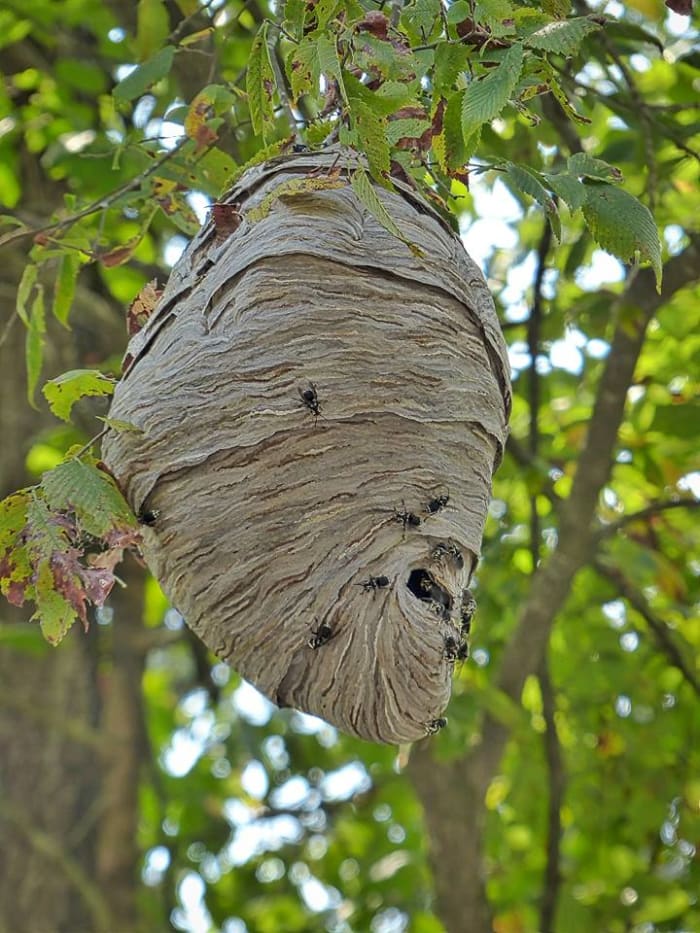 This is a hive full of bald-faced hornets. Hopefully, photos are only made by folks with really long lenses on their cameras, like Larry Jernigan of Heber Springs, Arkansas, one of our favorite wildlife/nature photographers.
