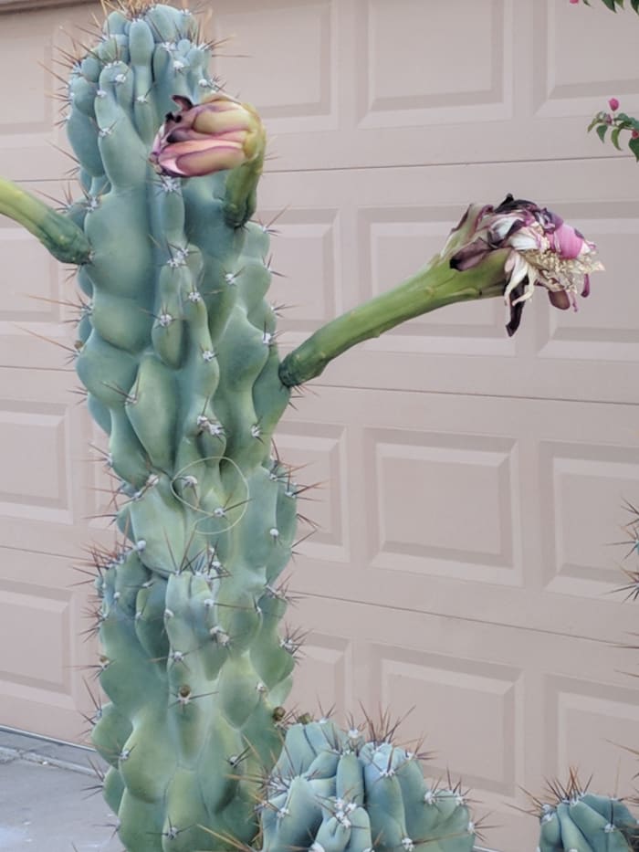 The Flower of the Monstrose Apple Cactus withers and dies at the end of the day-But, having been pollinated it turns its energies to producing it seed baring fruit.