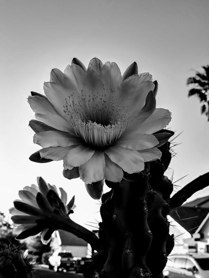 With new flowers blooming every day and on different parts of the Cactus there are many and varied opportunities for photographing them.