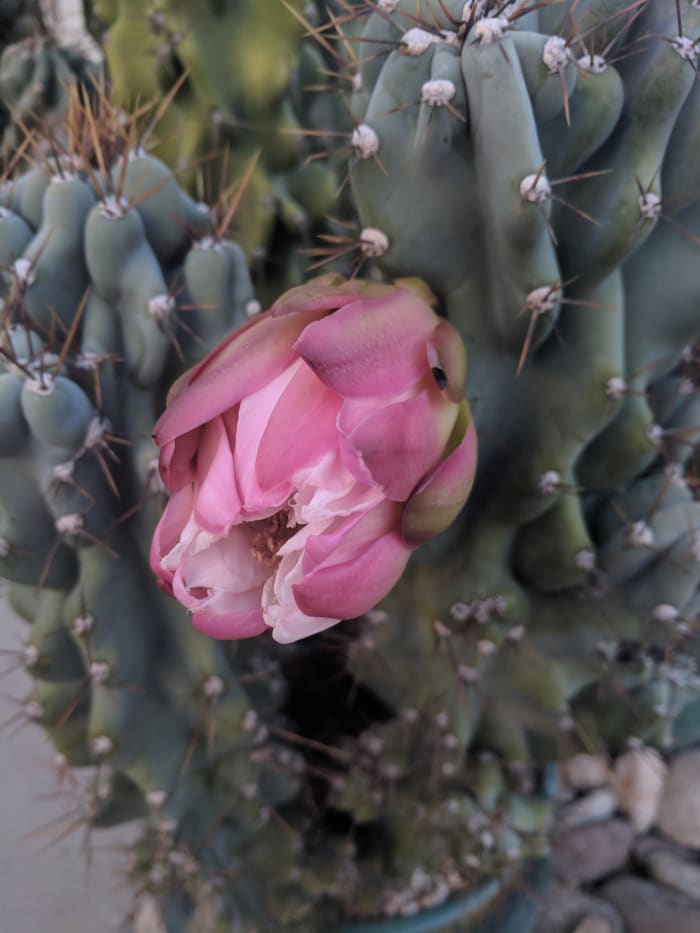 Bud on stem of Monstrose Apple Cactus appears to be ready to burst into bloom