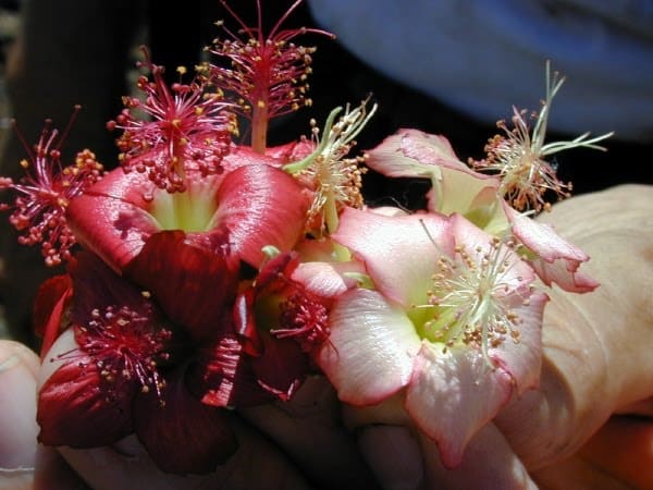 Ko‘oloa‘ula flower variations and ripe fruits. Abutilon is an irresistible plant to hummingbirds, bees, and butterflies. The flowers are often used in leis in Hawaii.