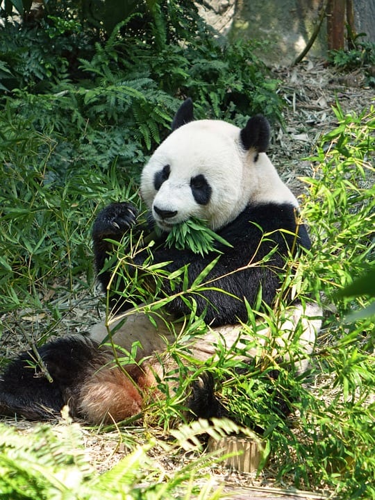 Pandas love bamboo, even though their digestive systems are ill-designed to process a vegetarian diet.