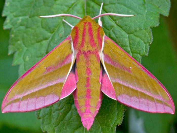 It's hard to believe a caterpillar capable of snake mimicry could turn into this beautiful, colorful elephant hawk-moth. Both the elephant hawk-moth and the small elephant hawk-moth are found in England, Northern Ireland, Scotland and Wales.