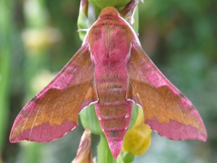 This is the very similarly-colored small elephant hawk-moth (Deilephila porcellus). They are found in a range of habitats including open countryside, the edge of woodlands, and in urban gardens.