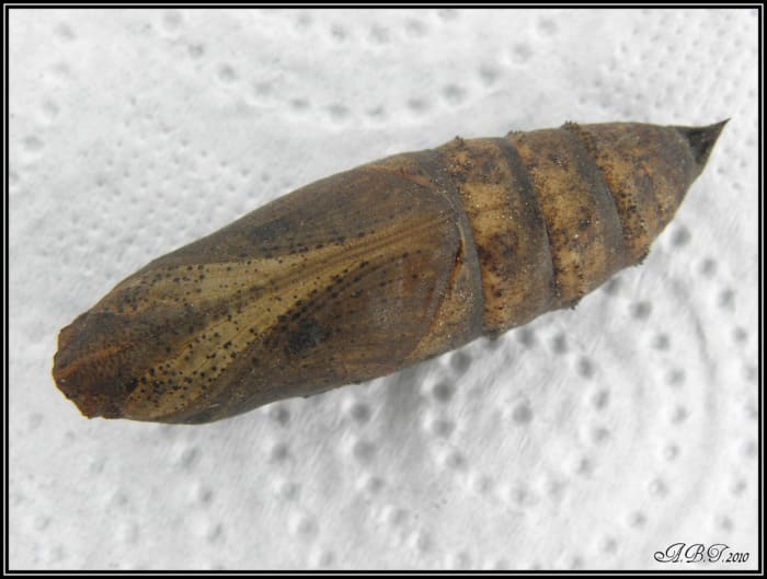 Just think about all of the disgusting things that are occurring inside this elephant hawk-moth's cocoon, as the caterpillar digests itself.