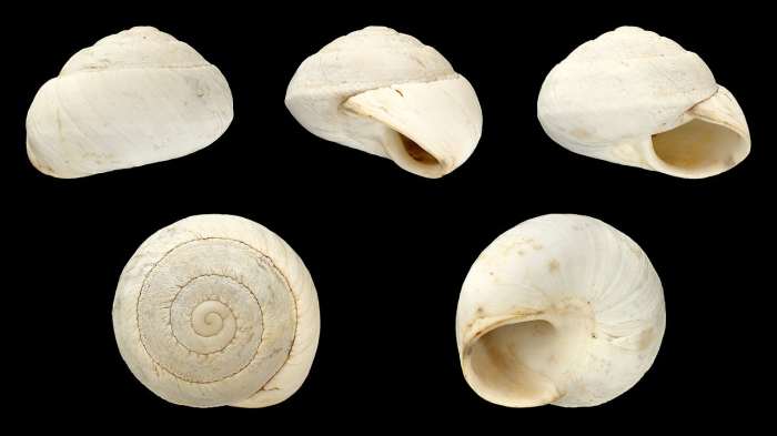 Shell views of Sphincterochila maroccana, a type of land snail that lives in very hot and dry environments. Its white shell reflects sunlight, keeping the snail cool.