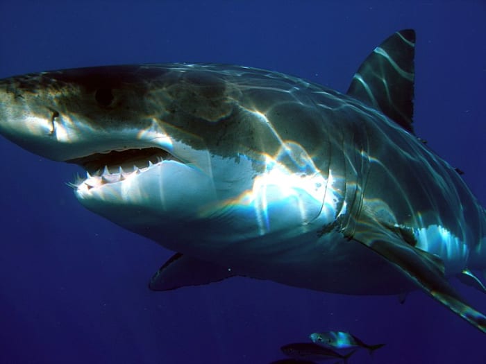 Contrary to popular belief- no shark can roar. They lack the vocal chords necessary to produce one. Some species can produce a bark by puffing themselves up.