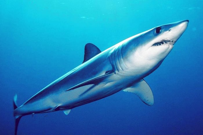 The shortfin mako is the fastest shark in the ocean and its great speed and agility has caused it to land on boats, albeit accidentally.