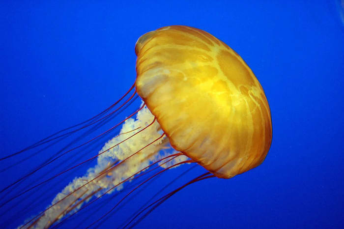 The really thick skin of a shark means that the jellyfish stings would have no affect on them at all.