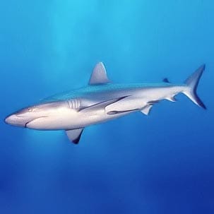 Sharks can only swim in a forward direction. When hunting, they swim slowly to avoid detection, then dart forward when they get close enough to their prey.