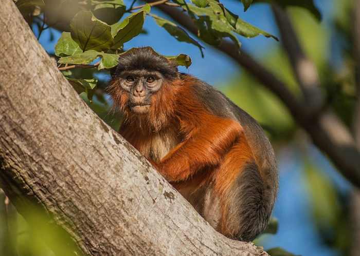 Recent research has revealed that chimpanzee predation may be a considerable selection factor in the populations of red colobus monkeys in certain areas.
