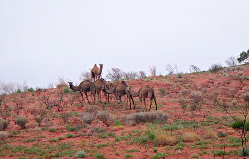 It's tough to even survive in the Australian outback but camels relish the environment.