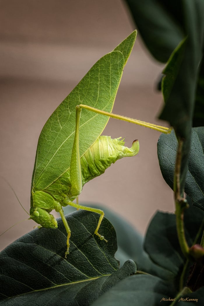 In this photo, you are able to see the ovipositor clearly, the tubular organ through which this female Katydid will deposit her eggs, which will hatch in the spring. Shortly after she deposits the eggs she will die.