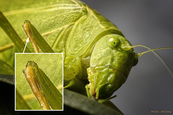 In the close-up insert photo you can see the tympanum, a slit-like or flat patch on each front leg that enables them to hear the sounds of the other Katydids.
