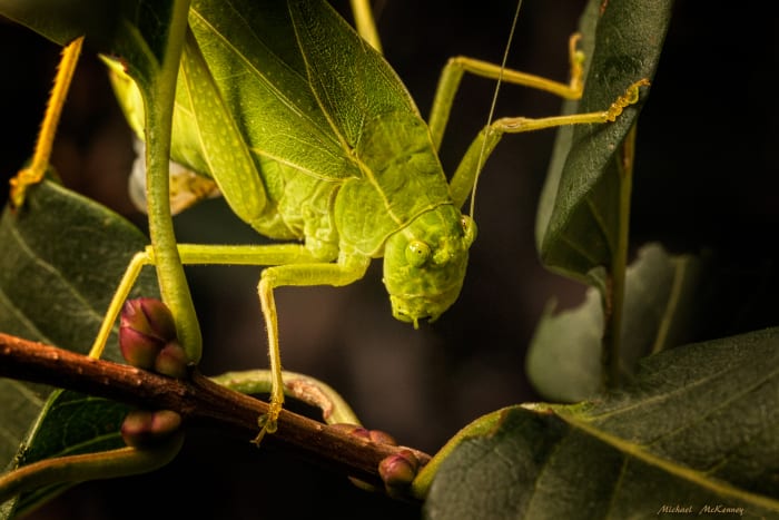This female Katydid has already found her mate and will soon be laying eggs somewhere on a plant stem or a leaf, although she will not get the opportunity to raise her young, and instead will leave them to hatch in the spring as she goes off to die.