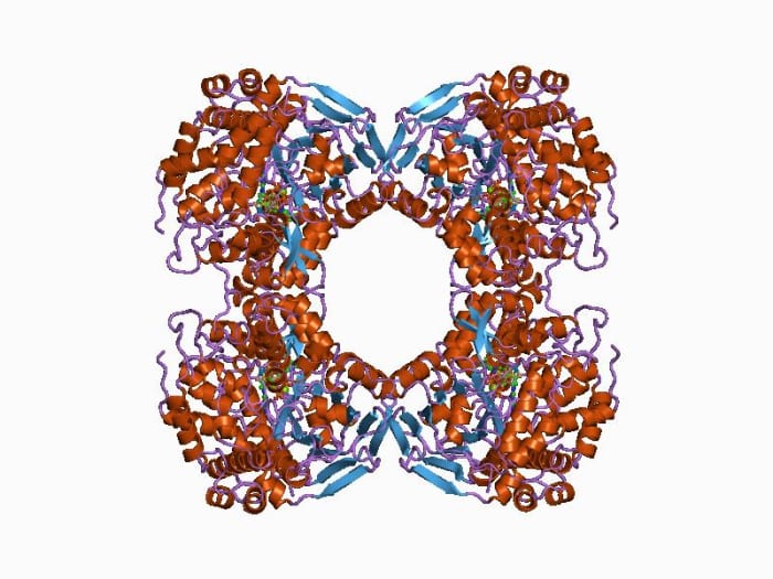 A diagrammatic image of an Oxidoreductase molecule. Oxidoreductase are one of the types of proteins called enzymes which catalyze and control respiration and other metabolic activity