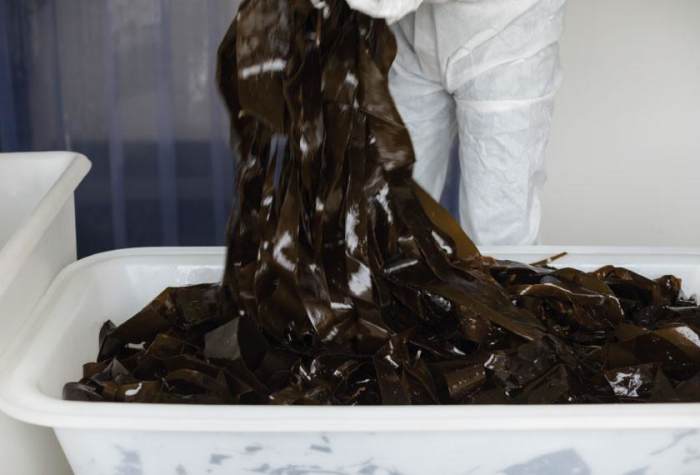 Kombu is commercially sold because of its added content to dishes by the release of the Umami flavor. Here we see Kombu being prepared to be packaged in a facility.