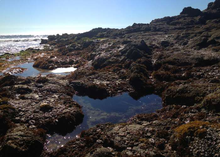 Tide pool conservation should always be your number one concern when foraging for seaweed. It can be a bountiful and beautiful place if you can keep if that way. Leave no trace or track when harvesting your seaweed.