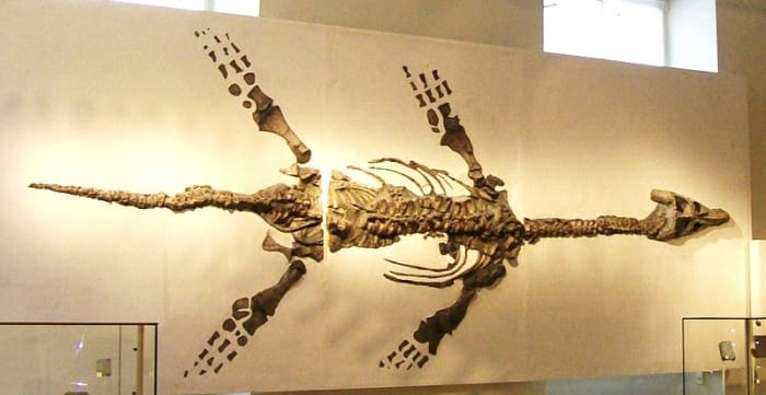 Simulations showed the front flippers drove the animal forward, not all four legs, despite that they were similar in size and build.