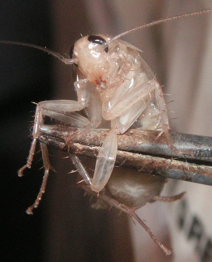 Cockroach (Up Close). This roach is only a few days old. You can tell by its white/clear discoloration that is prominent among baby cockroaches.