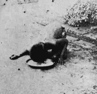 This grainy image purportedly shows Kamala eating from a bowl on the ground.