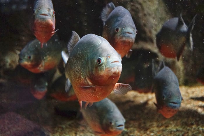 Image of a large piranha shoal. Shoals serve multiple purposes for the piranha, affording them remarkable protection from larger predators.