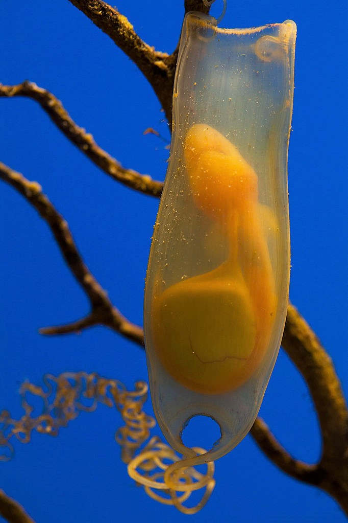 Egg and fetus of Scyliorhinus canicula (a type of catshark)