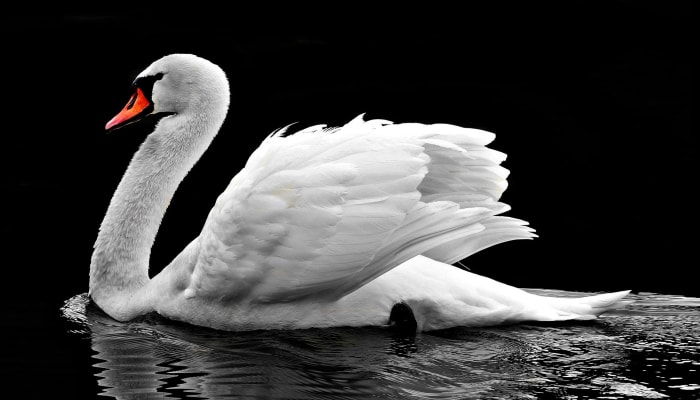 This article provides information about the names of 20 different types of birds in the Danish language.