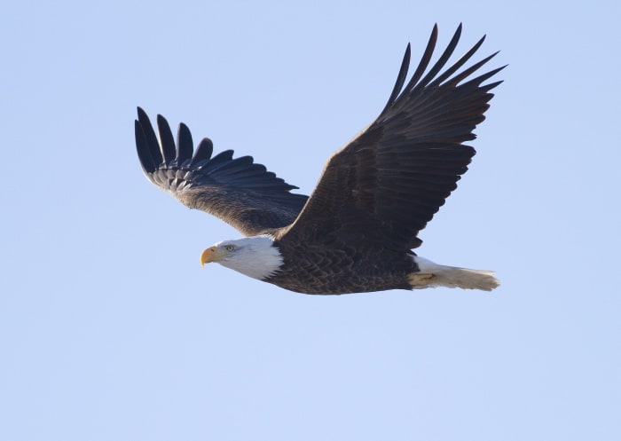 This article will provide information about the names of different types of birds in the German language.