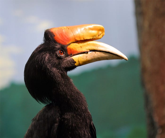 A male rhinoceros hornbill has a red iris.