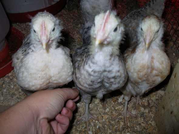 Sexing started Basques 2008-10: Two male on left and centre, female on right. All about 4-5 weeks old.