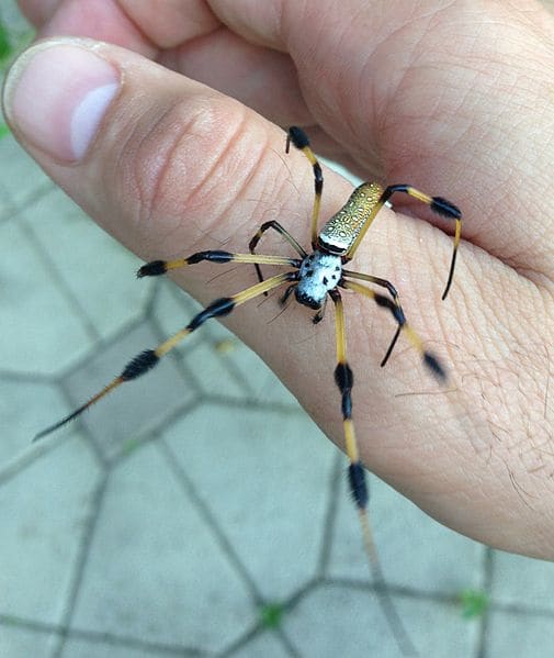 Mature female Nephila clavipes from Davie, Florida. Nephila spiders are known to be the oldest surviving genus of spiders, with a fossilized specimen discovered to be from 165 million years ago.