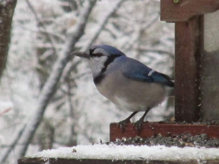 Blue Jays visit the bird feeders frequently in the wintertime. I occasionally add peanuts as a treat for them. That gives them additional oils that help their feathers stay in tip-top shape; and the fats maintain warmth and energy levels.