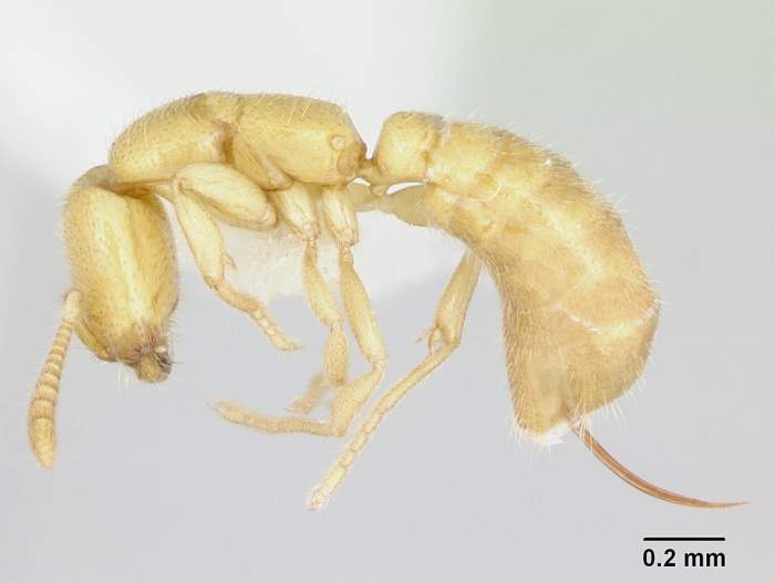 Adetomyrma venatrix