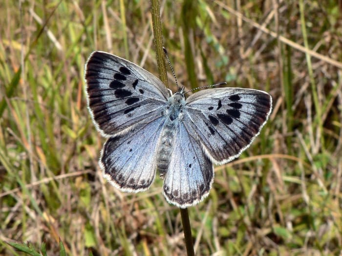 The caterpillars of Lycaenid butterflies often have a relationship with ants. This is a Large Blue butterfly, or Maculinea arion