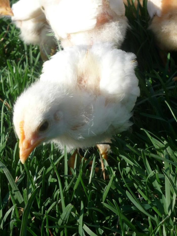 Our girl Kiev when she was a couple of weeks old. We got our girls when they were a day old from a local feed store.