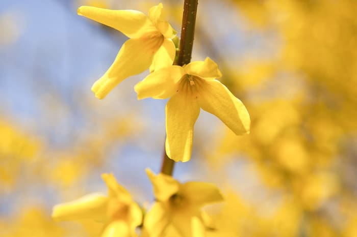 Forsythia Flowers and Plants and the Life of William Forsyth - Owlcation