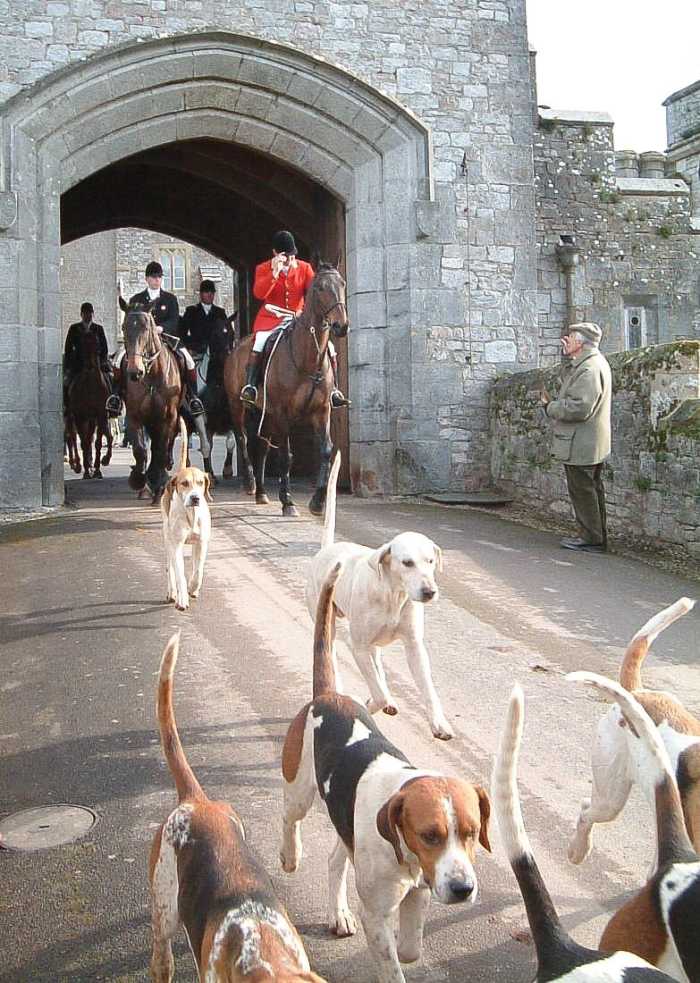 Foxhounds have an excellent sense of smell and are energetic dogs. They may have contributed to the origin of the red herring idiom.