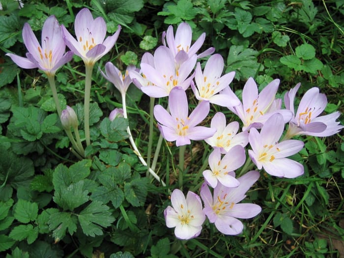 Autumn crocus flowers that have a pale colour