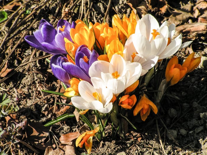 Garden crocus cultivars