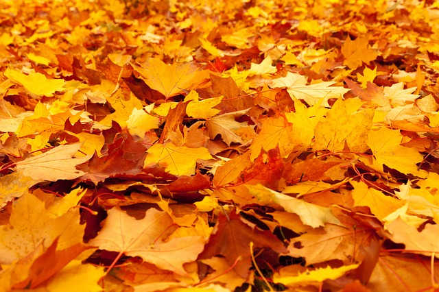 Autumn leaves drop on the ground to make a golden carpet that crunches and crinkles underfoot with onomatopoeic satisfaction.