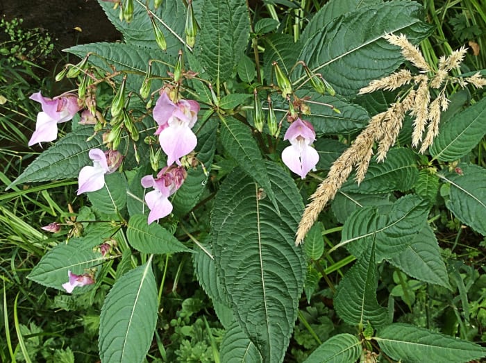 Facts About Himalayan Balsam Plants and Still Creek in Burnaby ...