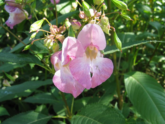 Facts About Himalayan Balsam Plants and Still Creek in Burnaby ...